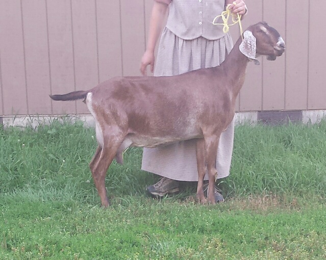 Royal Highlands Khocolate 2016