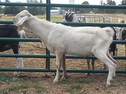 SAADA X-QUISITE MOSCATO